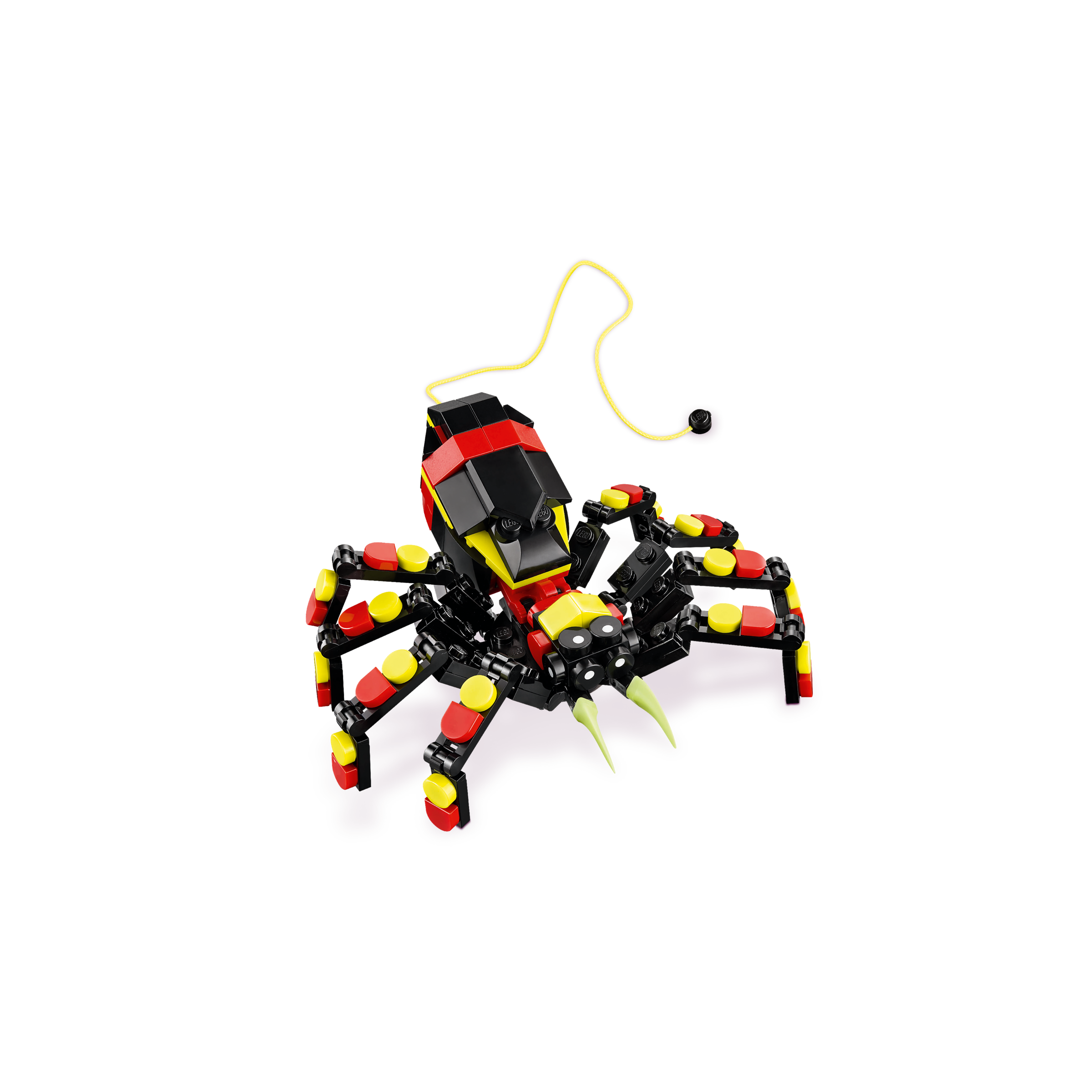 Wild Animals: Surprising Spider