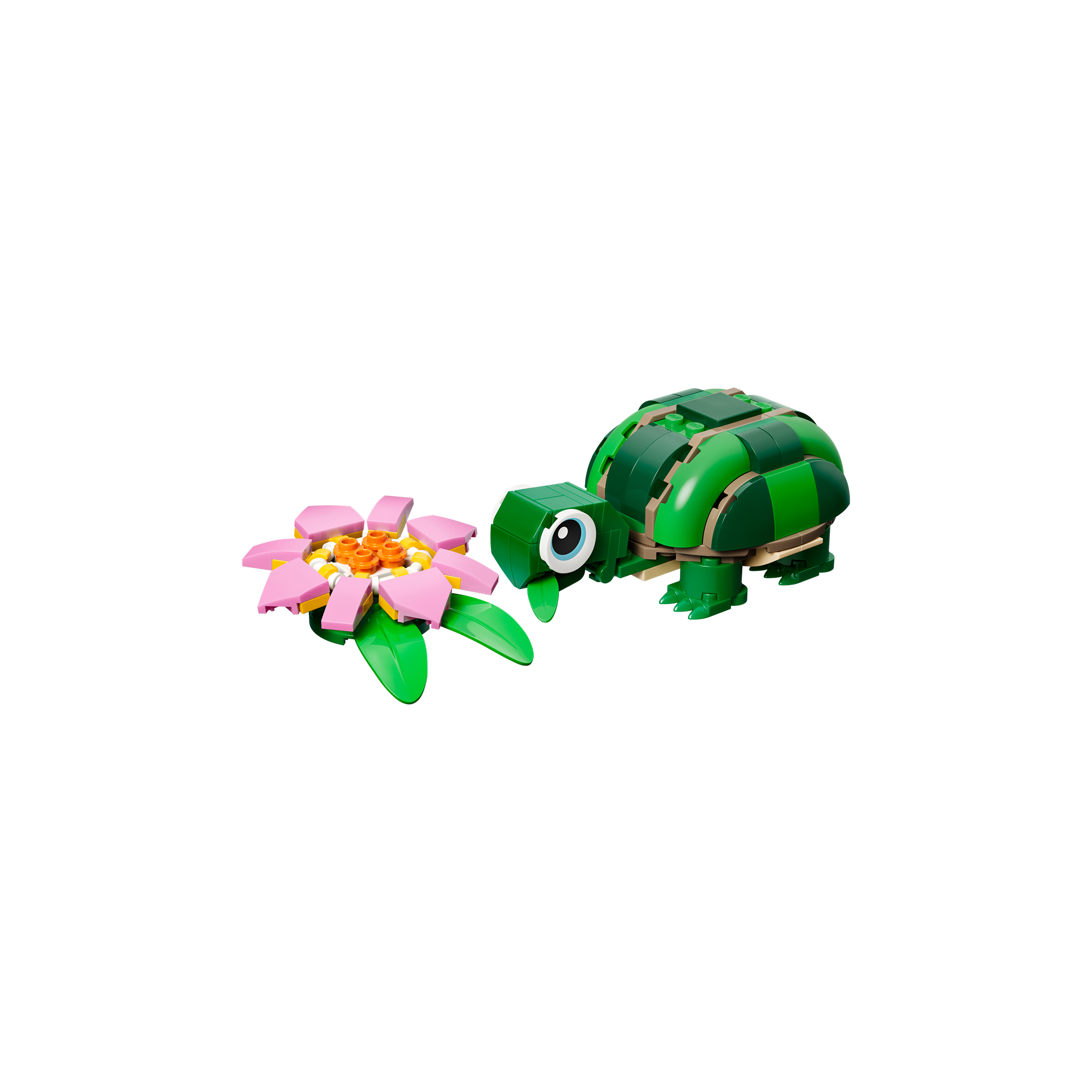 Turtle With A Water Lily Flower